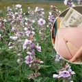 Ова биљка постаје све популарнија међу пољопривредницима: Захтева највећа улагања, али је и цена највиша