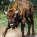 (Video) Evo zašto je bizon Tajfun pobegao iz Nacionalnog parka Fruška gora i vetar je uradio svoje, a Tajfun je prirodno…