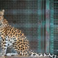 (Foto) Zoološki vrt u Devonu predstavio retko mladunče amurskog leoparda