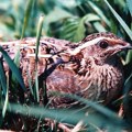 Počinje sezona lova na prepelice - korišćenje vabilica je nezakonito