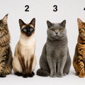 Koju mačku biste izabrali? Test otkriva o vama više nego što mislite