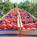Zašto su otkupne cene voća prepolovljene