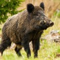 Novi snimak divlje svinje u Beogradu: Meštani Rakovice u strahu zbog ove životinje koja bezbrižno šeta u njihovom kraju…