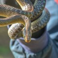Koje zmije žive na Balkanu, ima li otrovnih i šta raditi ako vas ujede?