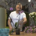 Nikola iz Gornjeg Milanovca je doktor za cveće: Nakon njegovog tretmana, orhideje se vraćaju u život