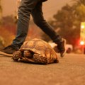 Fotogalerija: Dramatične scene požara koji guta delove Los Anđelesa