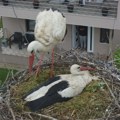 Dugonoge ptice obožavaju grad na Moravi: Sada se pojavile i jako retke crne rode FOTO