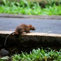 Pojavili se glodari po ulicama: Građani zabrinuti