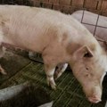 Na farmi u Hrvatskoj eutanazirano skoro 10.000 svinja zbog virusa afričke kuge, procenjena šteta oko 2,5 miliona evra