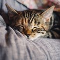 Zašto mačka kija? Naučite da prepoznate kada je vreme za posetu veterinaru