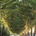 (Foto) ovo je jedna od najlepših ulica na svetu Nalazi se na severu Vojvodine i izgleda kao iz bajke