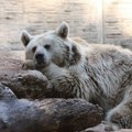VIDEO "Samo posetio rođake": Divlji medved se "ušunjao" u zoo vrt u Kaliforniji