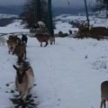 Markov ''Bambi'' sa Romanije prvi put izašao na sneg Dirljiva scena iz Bosne oduševila region - prizor kao iz bajke! (video)