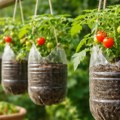 Направите мини башту на балкону: Парадајз из пластичне флаше је хит! Укус ће вас одушевити