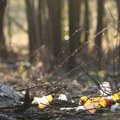 Bor uklanja divlje deponije duž starobanjskog puta - Raspisan tender za izvođače