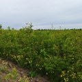 Засадио 100.000 багрема у Војводини: Домаћин из Иђоша баталио ратарство и будућност потражио у шуми, прави, мали еколошки…
