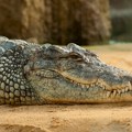 Dečaka napao ga krokodil u zoološkom vrtu u Velikoj Britaniji