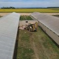 Vanredno stanje povodom epidemije afričke kuge svinja proglašeno u tri mesta