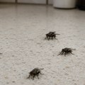 Ako vam se muve roje po kuhinji, proverite ovo mesto: tu se često krije glavni uzrok problema