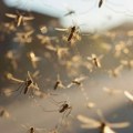 Virus Zapadnog Nila se širi Evropom – dr Plavša: U Srbiji nema razloga za zabrinutost