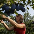 RZS: Veći rod voća, pšenice i kukuruza, a manji soje i šećerne repe