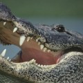 Amerika i životinje: Telo žene pronađeno u čeljustima aligatora na Floridi