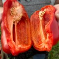 Odličan kvalitet i rod crvenog povrća Paprika dovoljna za ručak cele porodice (foto)