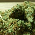 Novosađanin i Zrenjaninac uhapšeni zbog kese sa 1,6 kg marihuane