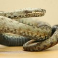 "Сви органи су јој отказали": Драма у Великој Британији: Девојчицу (11) ујела змија у националном парку: "Видели смо како јој…