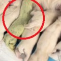 Rođeno štene sa zelenim krznom Uzgajivač objasnio kako se to dogodilo (video)