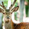 Jeleni ponovo gospodari Vršačkih planina, pre pet godina gotovo da ih nije bilo