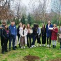 Ученици Трговинске школе засадили дрво црвеног храста у Чаиру