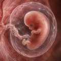 Koreni mnogih pobačaja mogli bi voditi do perioda pre nego što je majka uopšte rođena
