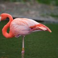Napokon znamo odgovor zašto flamingosi stoje na jednoj nozi i ne - ne odmaraju