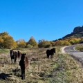 Stara planina pod udarom nezapamćene suše: Presušila reka koja nikada ranije nije ostajala bez vode