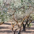 Plantaže maslina u opasnosti: suša i astronomske cene