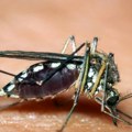 Hrvati, bukvalno, uvezli 100.000 komaraca iz Italije: Kreće sprovođenje plana