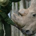 Životinje: Poslednji mužjak njegove vrste - nosorog koji je postao ikona očuvanja prirode