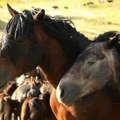 (Foto): "Meštani pokazali srce veličine planine" u roku od 24 časa prikupljen novac za mladića koji je pao s konja