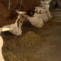 Raspisane subvencije za krave za uzgoj teladi za tov
