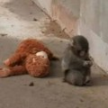 Viralni makaki iz Japana konačno srećan: Od plišane utehe do pravog zagrljaja