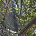 Zmije leže na granama drveća, ljudi u čudu gledali: Da li je moguće da ih ima ovoliko na jednom mestu (video)