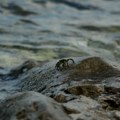 Invazivna vrsta pustoši Jadran; U određenim delovima obale "napravila masakr" FOTO
