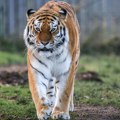 Tigar ubio posetioca zoološkog vrta u Engleskoj