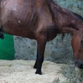 Prve slike konja kog je vlasnik ostavio bez hrane i vode: Životinja izmučena i izranjavana