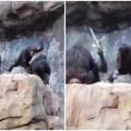 Pogledajte urnebesan snimak! Šimpanza gađala prolaznike kamenjem, reakcija njegove majke nasmejaće vas do suza