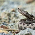 Najopasnije evropske otrovnice u Zadru, pronašla ih deca