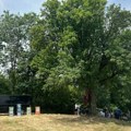 Oskoruša u Lipnici je zavet tradicije: Otišli iz sela, ali se vraćaju u rodno mesto ispod jednog drveta