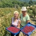 Na Kablaru traje borba za svaki plod uprkos paklenoj junskoj žezi: Gordana i Jasna kažu da se trud isplati