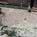 Čukarički rukavac prepun mrtvih riba FOTO